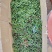倒挂金钟灯笼花基地大量批发