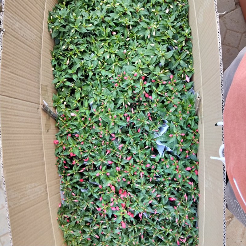 倒挂金钟灯笼花基地大量批发