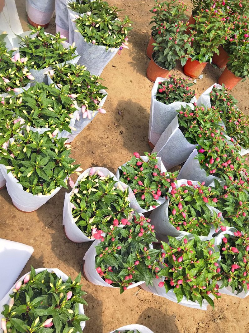 倒挂金钟灯笼花基地大量批发