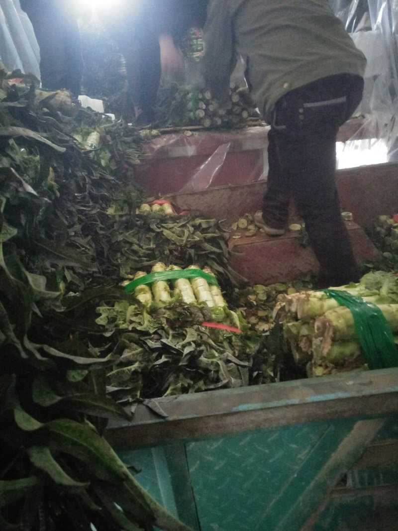 红叶莴笋个头均匀色亮质量好专业走市场专业代办