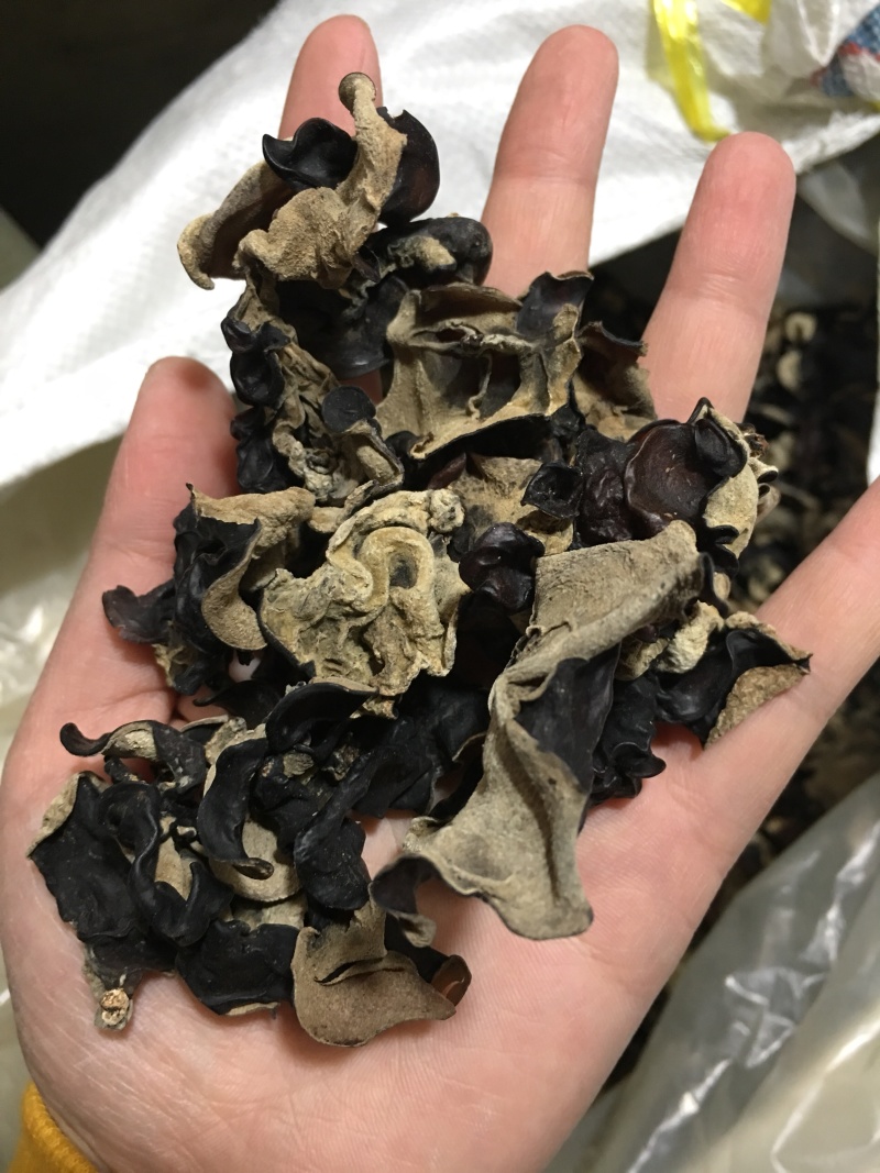 地摊热卖毛木耳纯干货基地直供火锅串串食堂专供