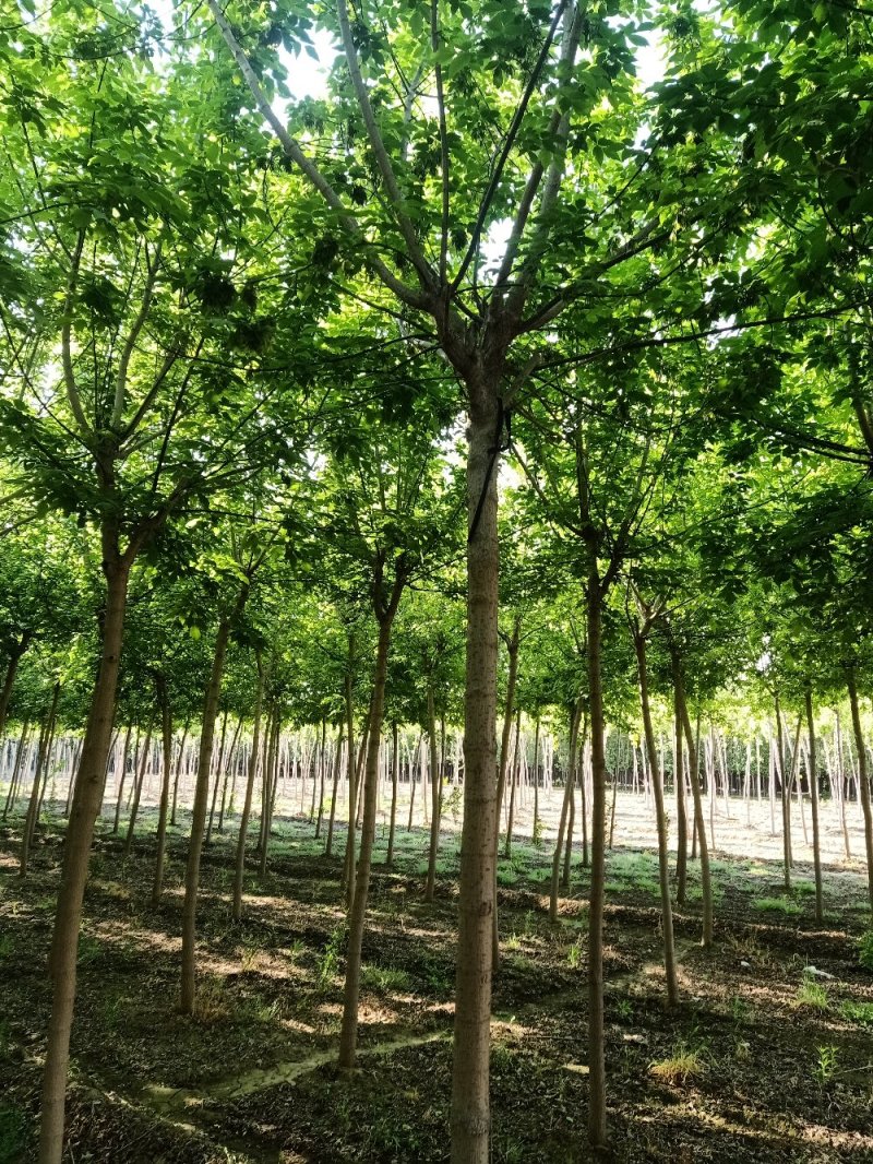 【七叶树】付叶七也叫七叶树，自家种植量大从优