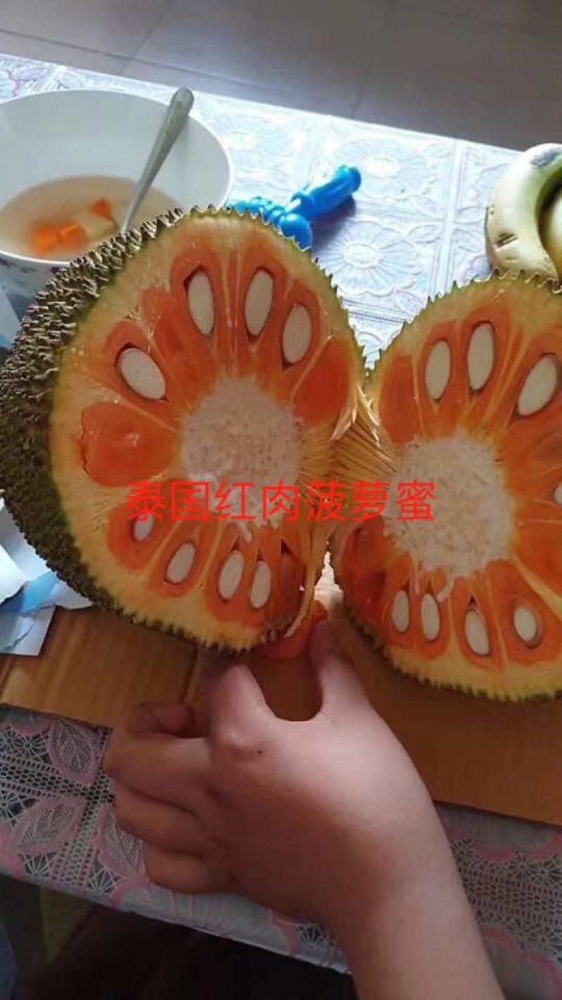 菠萝苗马来西亚1号，5号，8号四季菠萝苗
