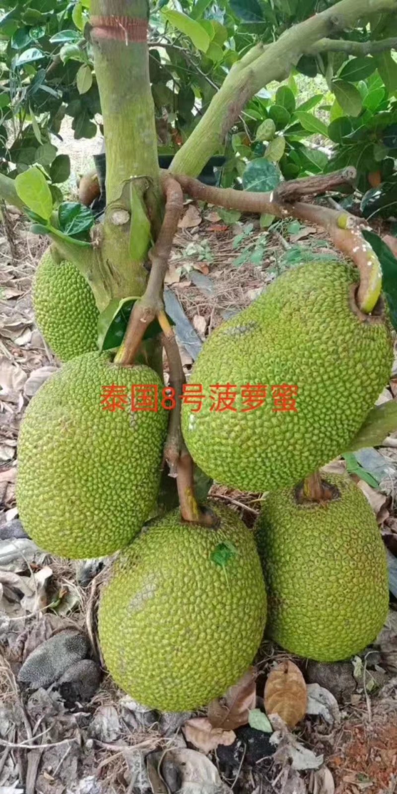 菠萝苗马来西亚1号，5号，8号四季菠萝苗