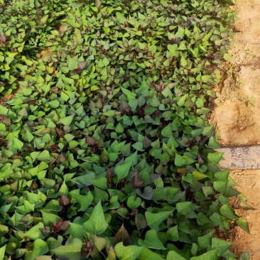 大量供应商薯19高剪苗，拔苗产地直供量大从优