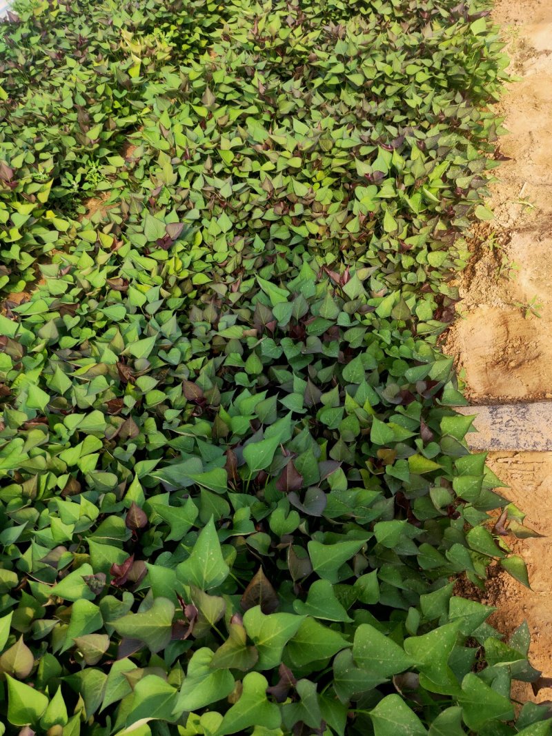大量供应商薯19高剪苗，拔苗产地直供量大从优