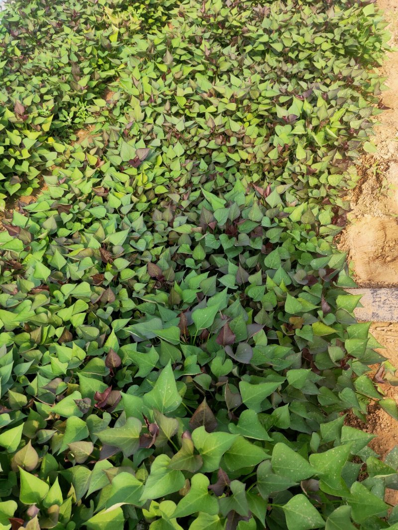 大量供应商薯19高剪苗，拔苗产地直供量大从优
