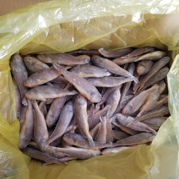 小黄鱼