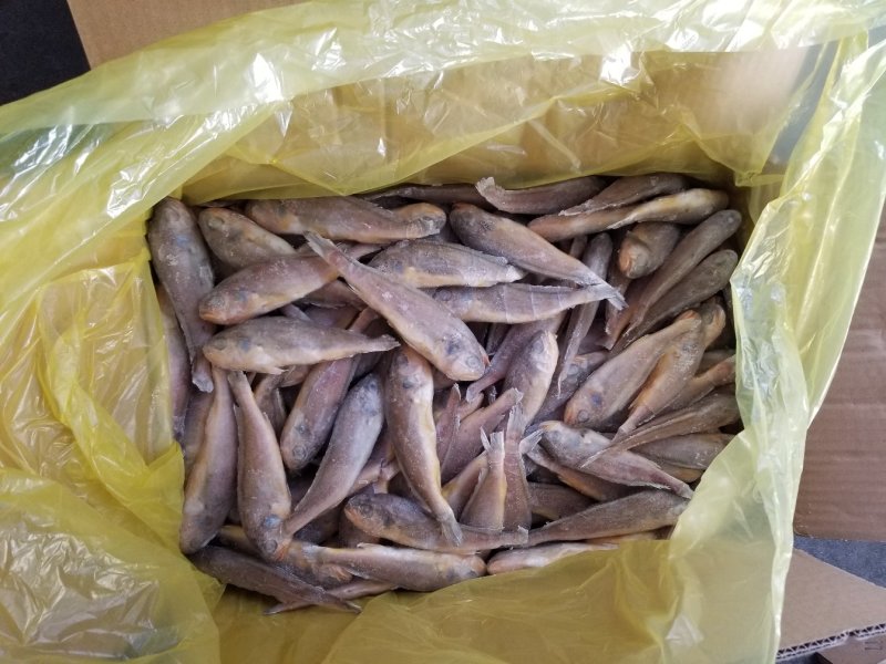 小黄鱼