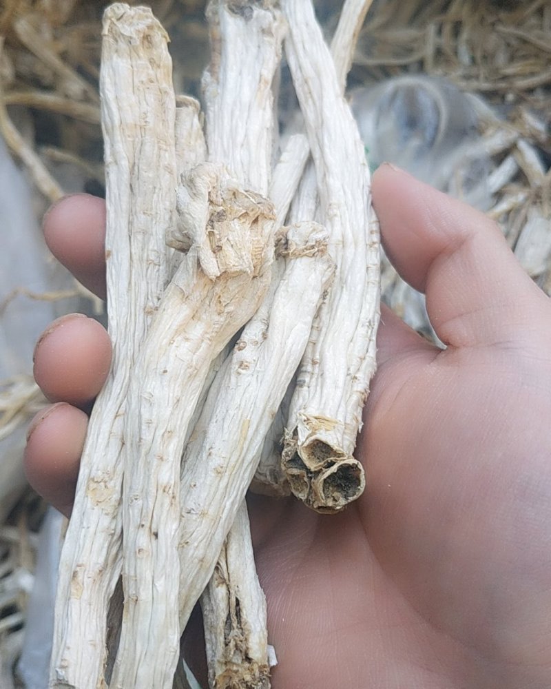 无硫桔梗安徽亳州谯城区当地产根茎类去皮
