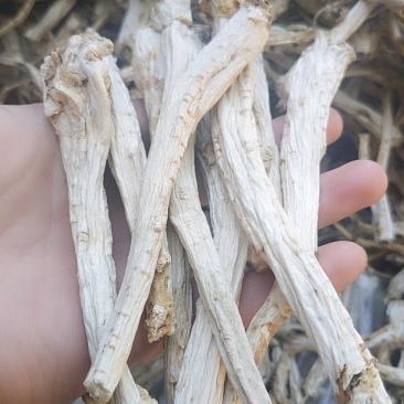 无硫桔梗安徽亳州谯城区当地产根茎类去皮