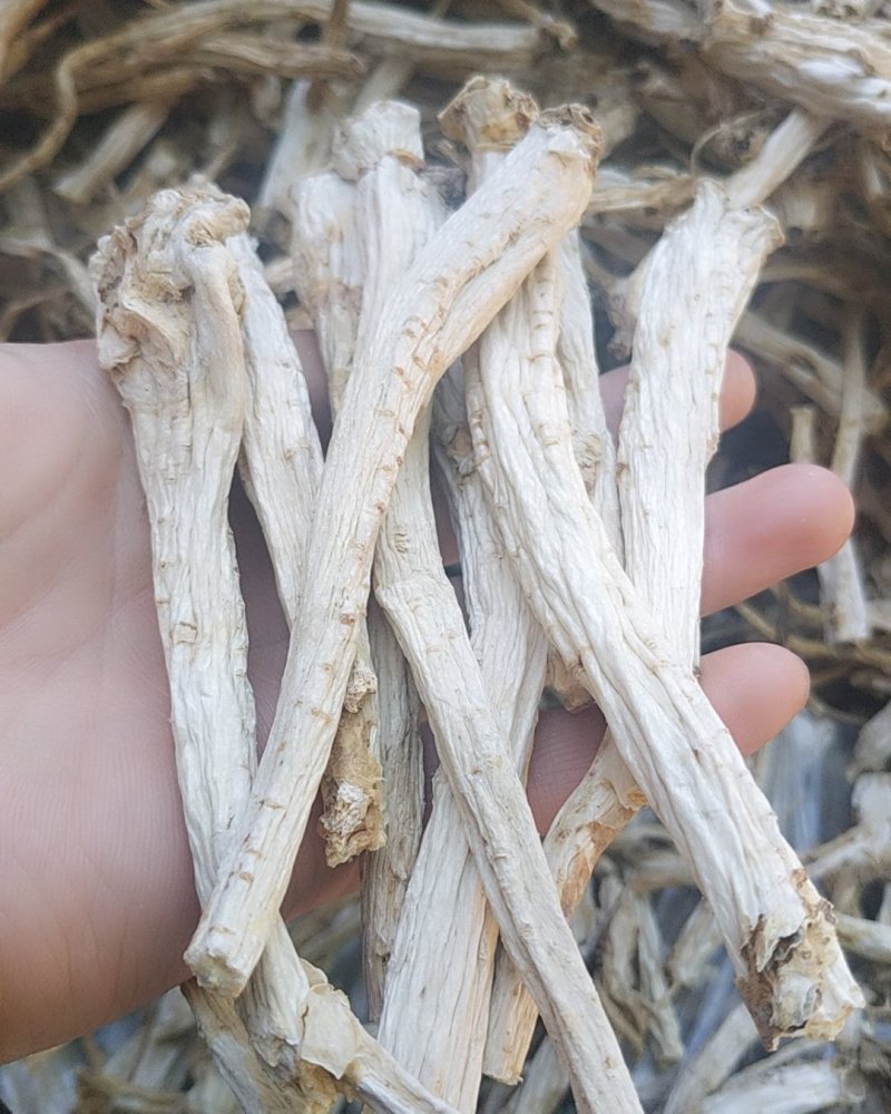 无硫桔梗安徽亳州谯城区当地产根茎类去皮