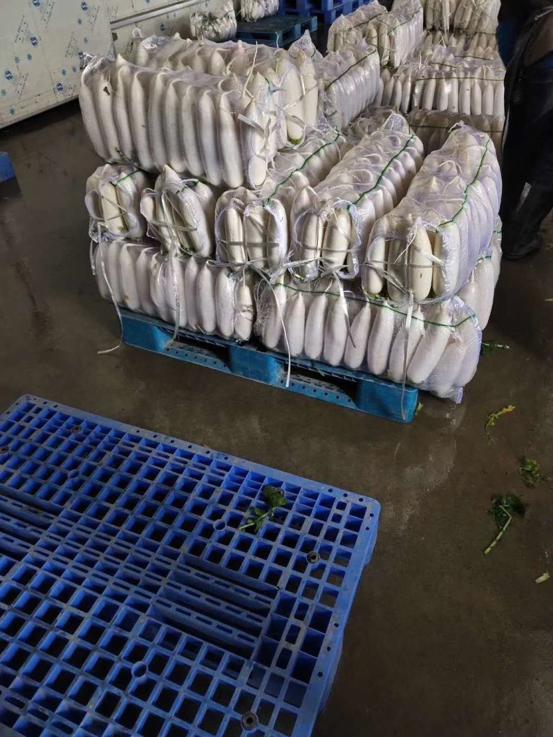 湖北产地白萝卜大量上市，专业种植合作社，发往全国各地