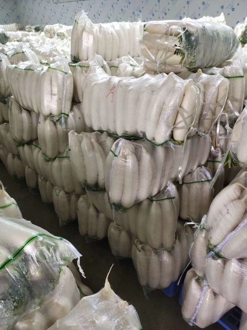 湖北产地白萝卜大量上市，专业种植合作社，发往全国各地