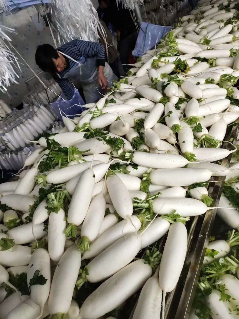 湖北产地白萝卜大量上市，专业种植合作社，发往全国各地