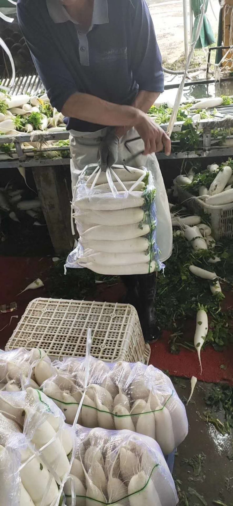 湖北产地白萝卜大量上市，专业种植合作社，发往全国各地