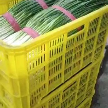油菜香葱青蒜苗