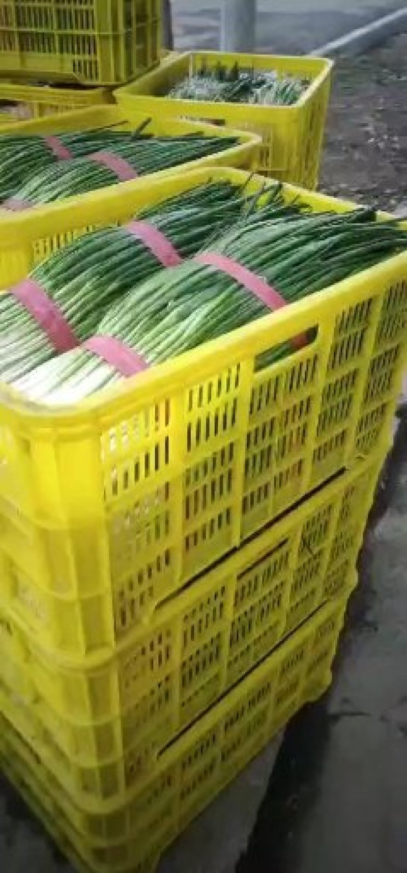 油菜香葱青蒜苗