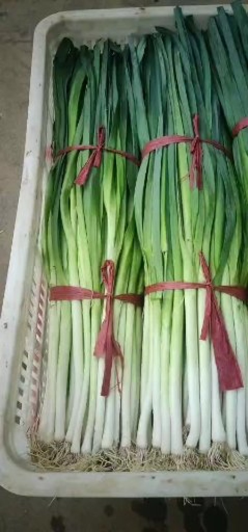 油菜香葱青蒜苗
