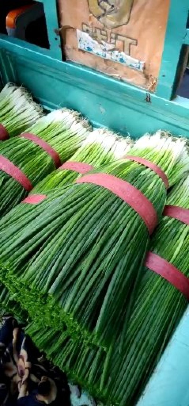 油菜香葱青蒜苗