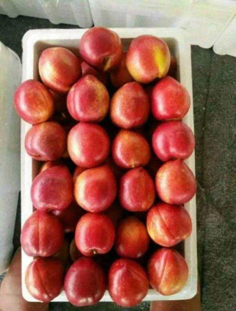 山东油桃油桃产地保质保量—脆甜多汁
