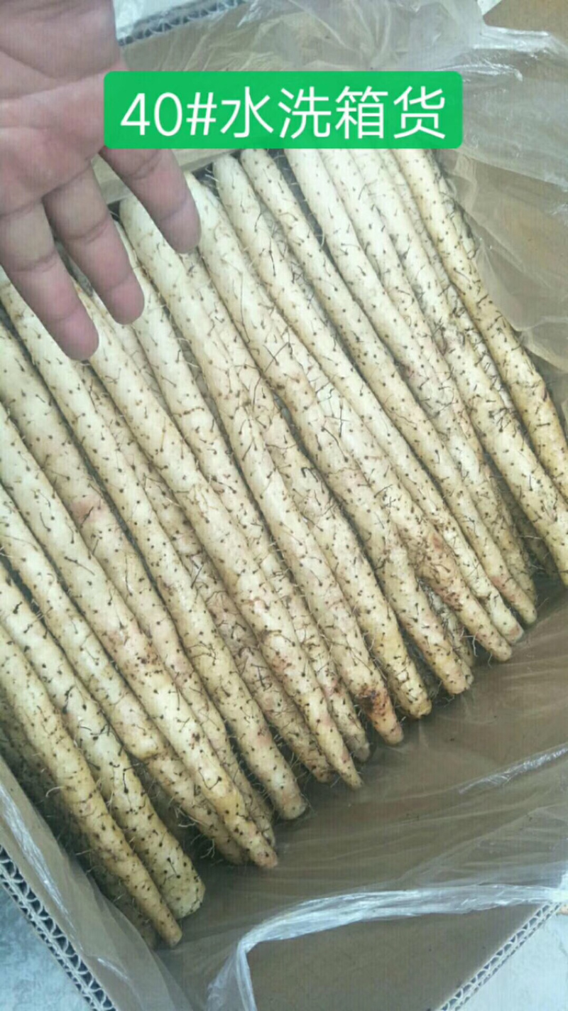 山药铁杆山药超市直供产地大量供应，又叫小白嘴