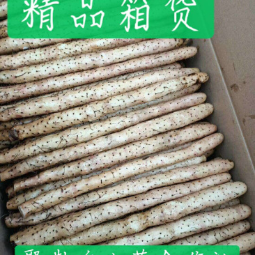山药铁杆山药超市直供产地大量供应，又叫小白嘴