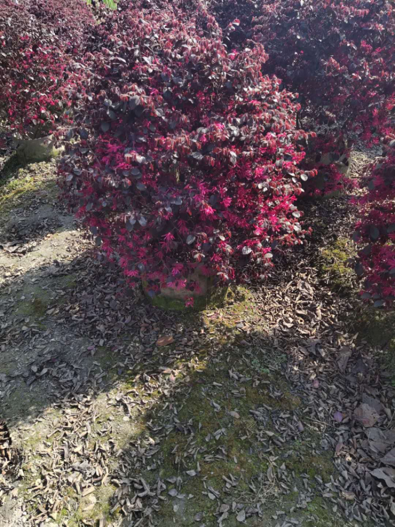 红继木球容器苗红继木球地苗红继木小杯红继木16杯等
