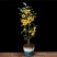 金花茶苗，自家基地价格。多规格，基地直发。。