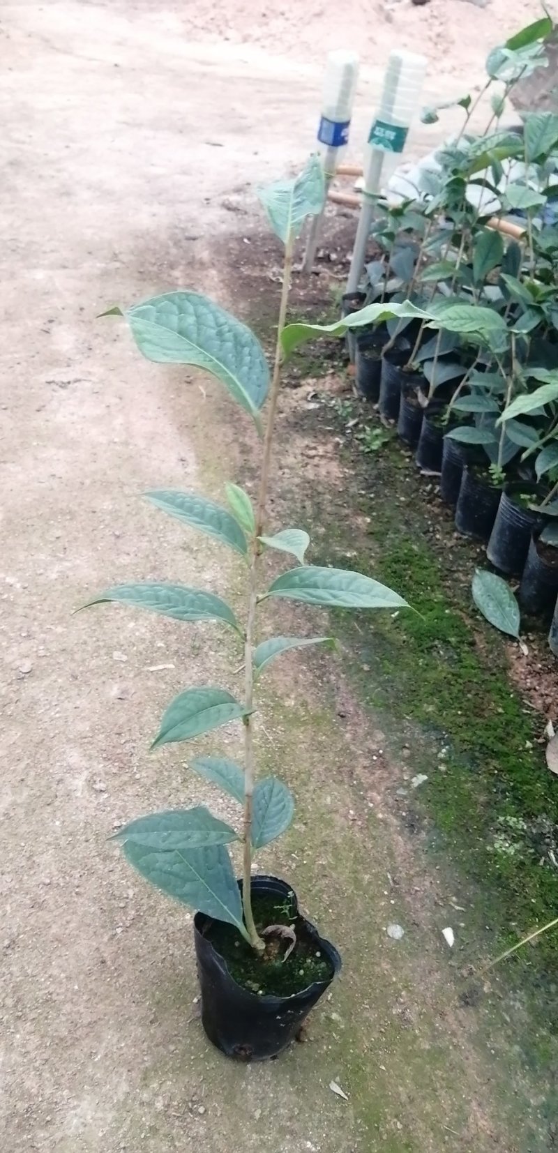 金花茶苗，自家基地价格。多规格，基地直发。。
