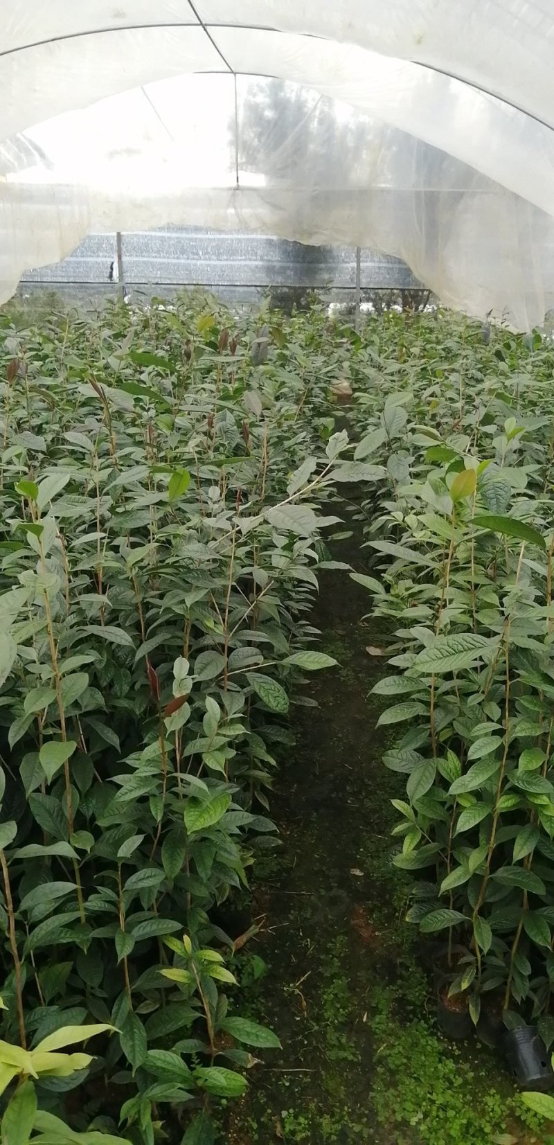 金花茶苗，自家基地价格。多规格，基地直发。。