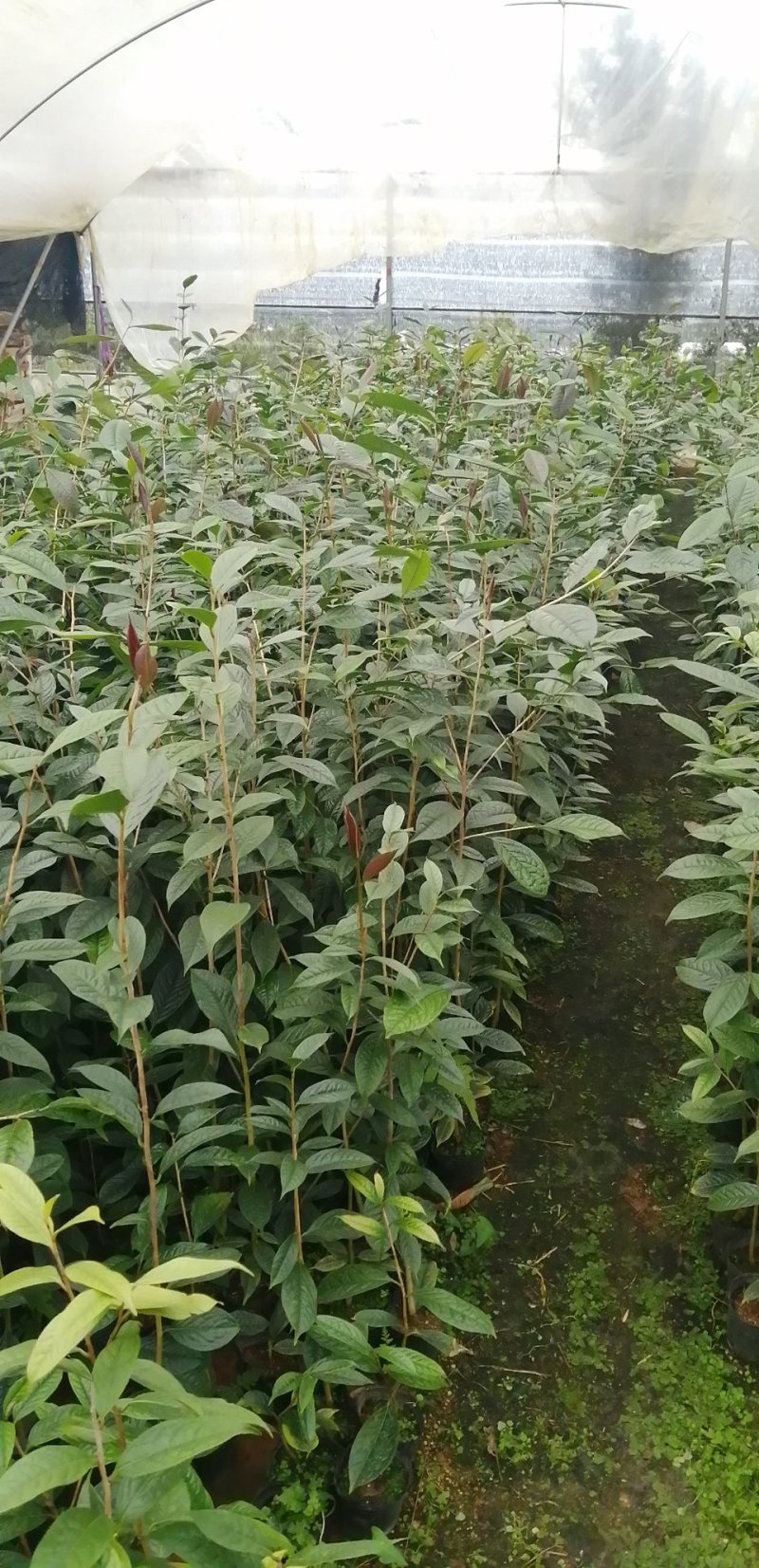 金花茶苗，自家基地价格。多规格，基地直发。。