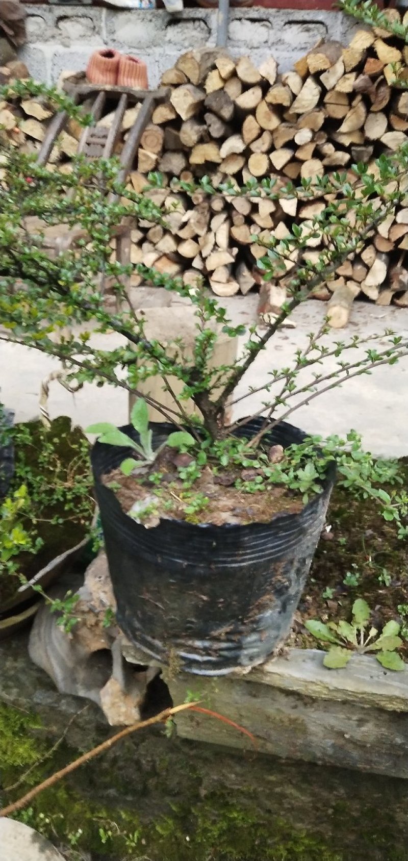 红花平枝荀子，地蜈蚣，可盆栽，阳台，庭院，易成活