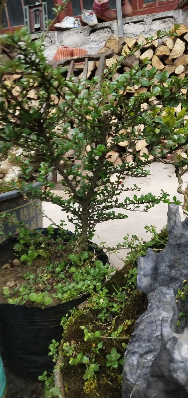 红花平枝荀子，地蜈蚣，可盆栽，阳台，庭院，易成活
