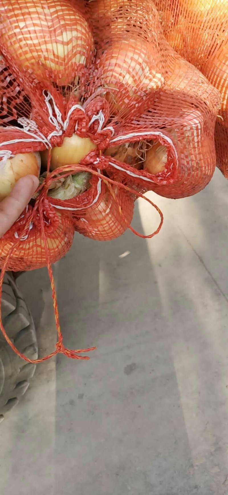 黄皮红皮洋葱9-13，5-8出口小洋葱