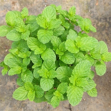 薄荷