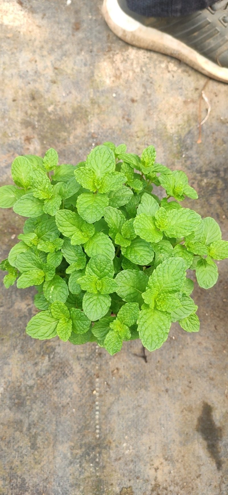 薄荷