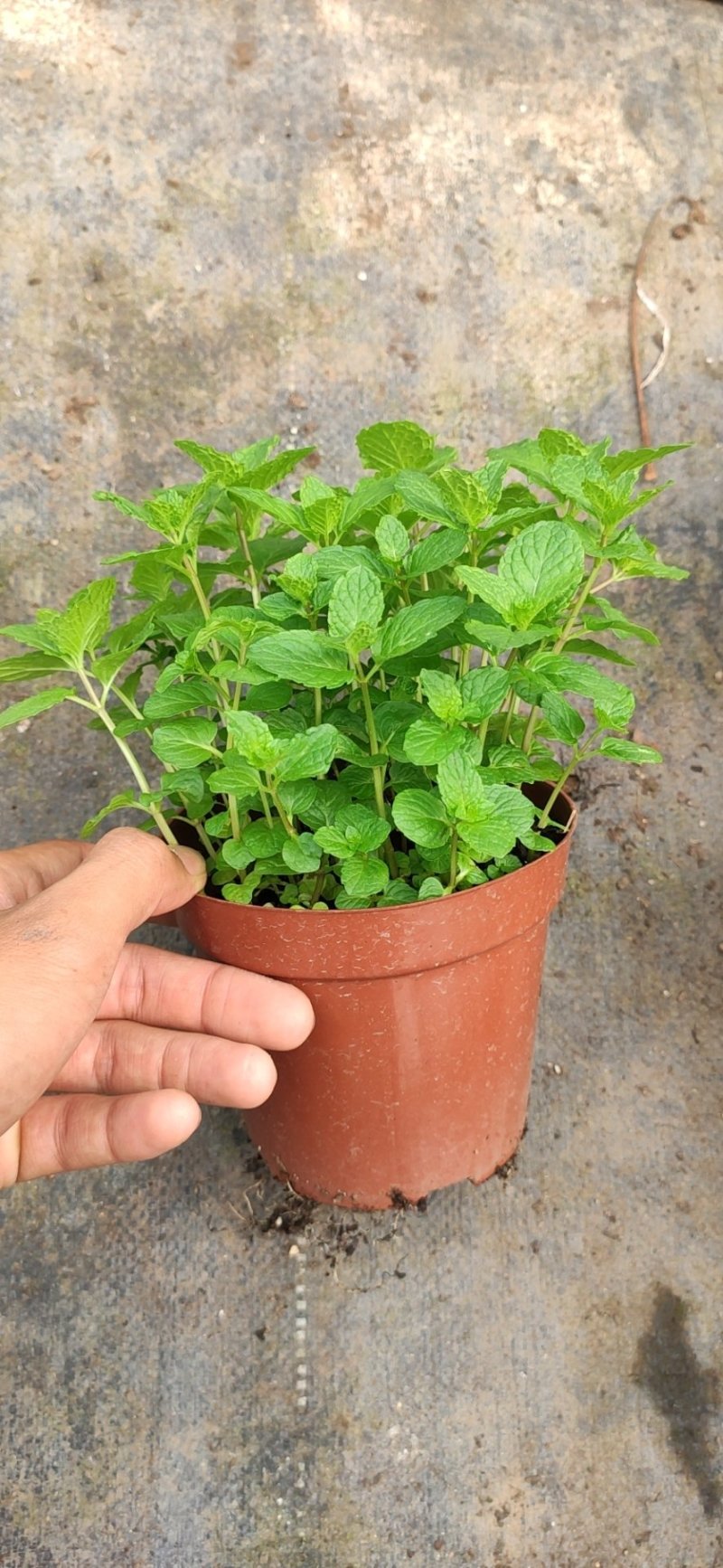 薄荷