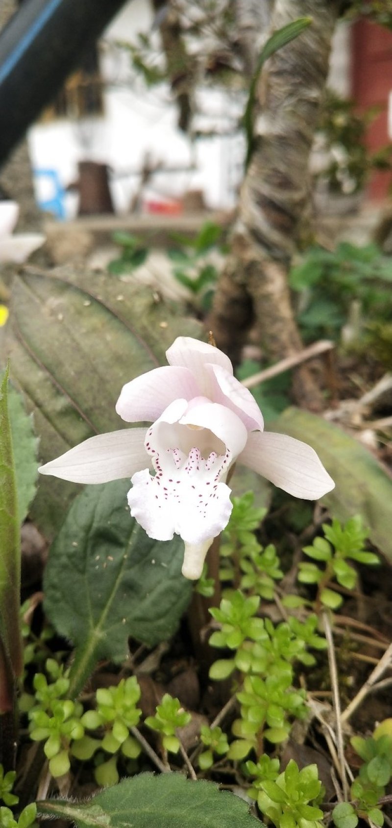 独叶兰，一花一叶一世界。兰花，盆景素材盆栽，阳台办公室室