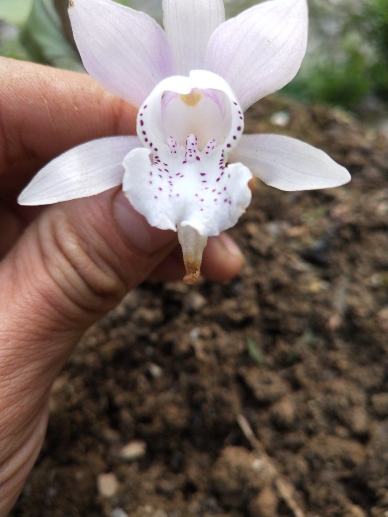 独叶兰，一花一叶一世界。兰花，盆景素材盆栽，阳台办公室室