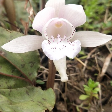 独叶兰，一花一叶一世界。兰花，盆景素材盆栽，阳台办公室室