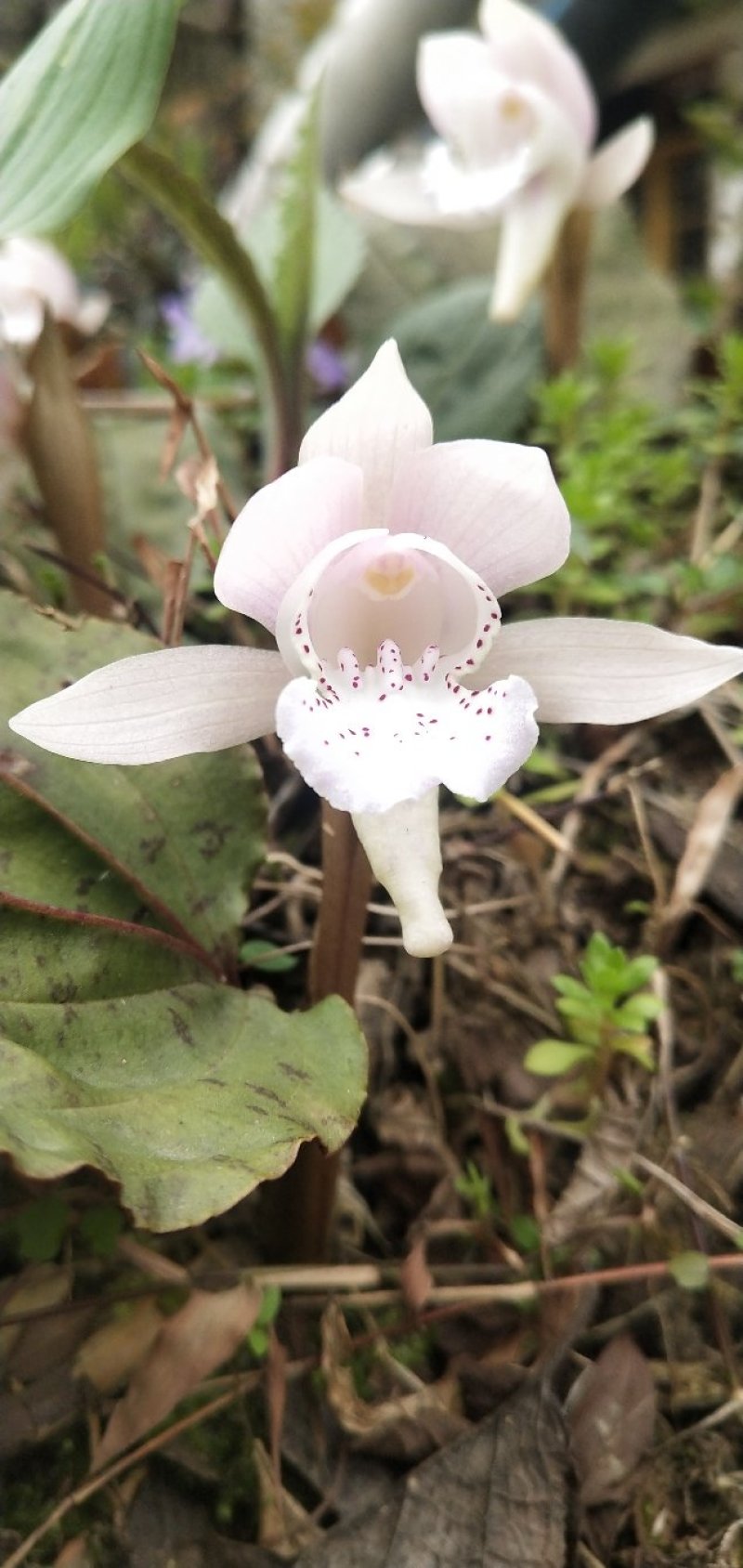 独叶兰，一花一叶一世界。兰花，盆景素材盆栽，阳台办公室室
