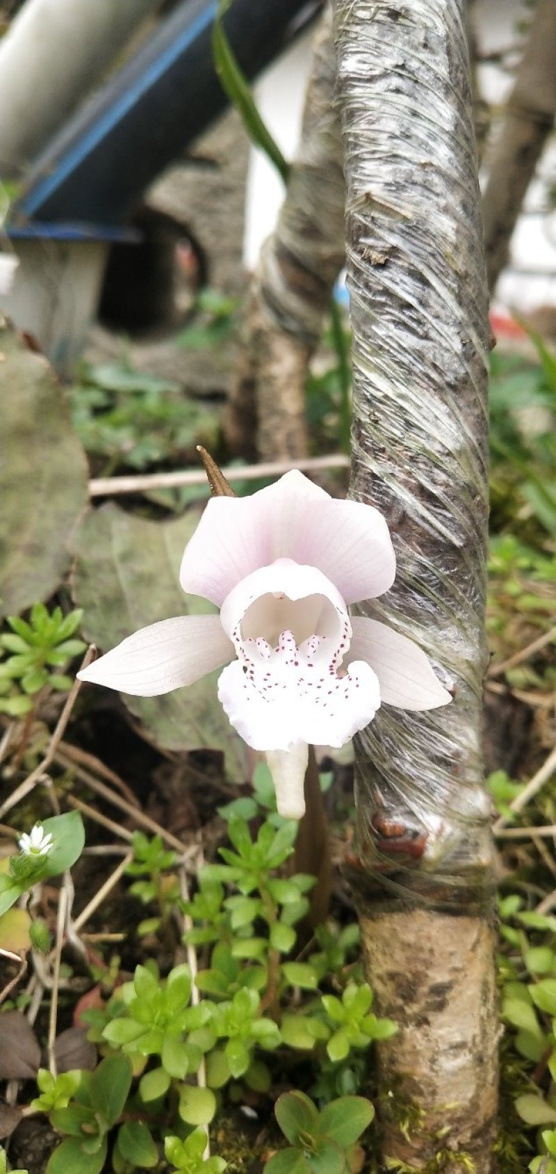 独叶兰，一花一叶一世界。兰花，盆景素材盆栽，阳台办公室室