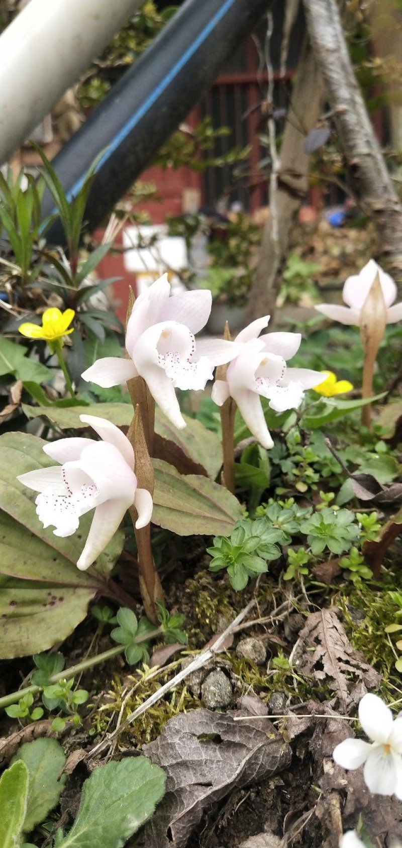 独叶兰，一花一叶一世界。兰花，盆景素材盆栽，阳台办公室室