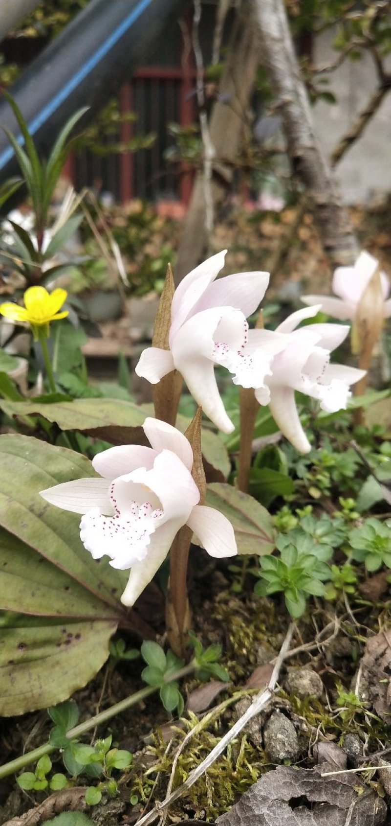 独叶兰，一花一叶一世界。兰花，盆景素材盆栽，阳台办公室室