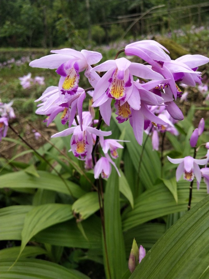 白芨，紫兰、连及草、苞舌兰，五叶兰黄花兰