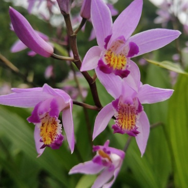 白芨，紫兰、连及草、苞舌兰，五叶兰黄花兰