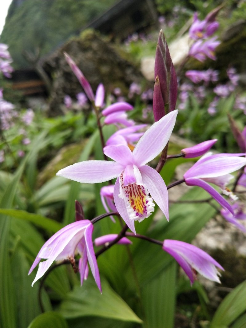 白芨，紫兰、连及草、苞舌兰，五叶兰黄花兰
