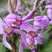 白芨，紫兰、连及草、苞舌兰，五叶兰黄花兰