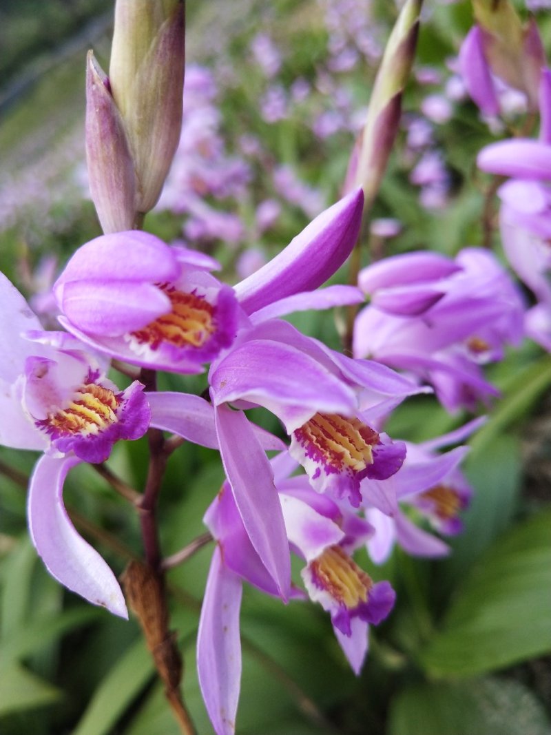 白芨，紫兰、连及草、苞舌兰，五叶兰黄花兰